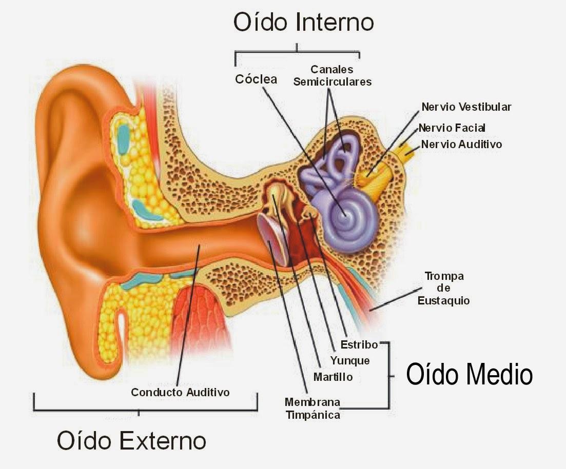 Impacto del estrés y la ansiedad‌ en ‍la percepción del sonido