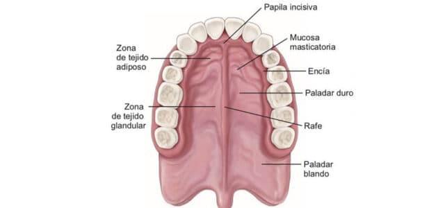 Alternativas Saludables para Ampliar Paladar y Gustos