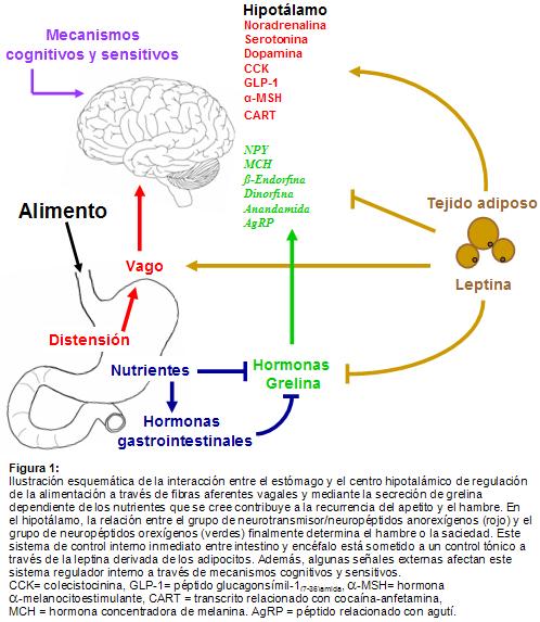 Entendiendo los Mecanismos‌ del ​Hambre Postprandial